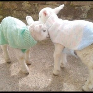 Meet your Posher, Meherrin